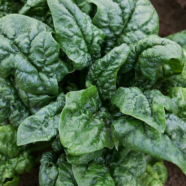 Abundant Bloomsdale Spinach - Organic