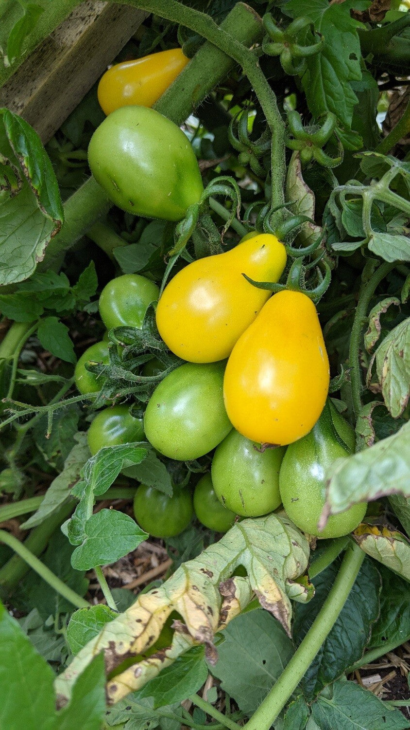 Yellow Pear Tomato - Heirloom Organic