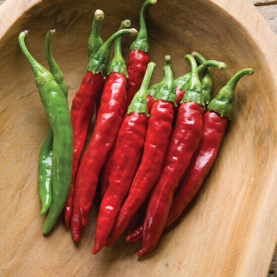 Red Rocket Peppers - Sweet and Hot - Organic