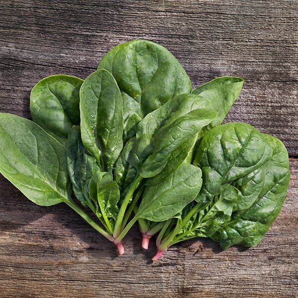 Matador Spinach - Organic
