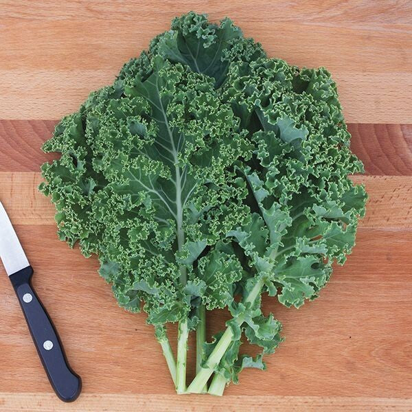 Dwarf Green Curled Kale - Organic