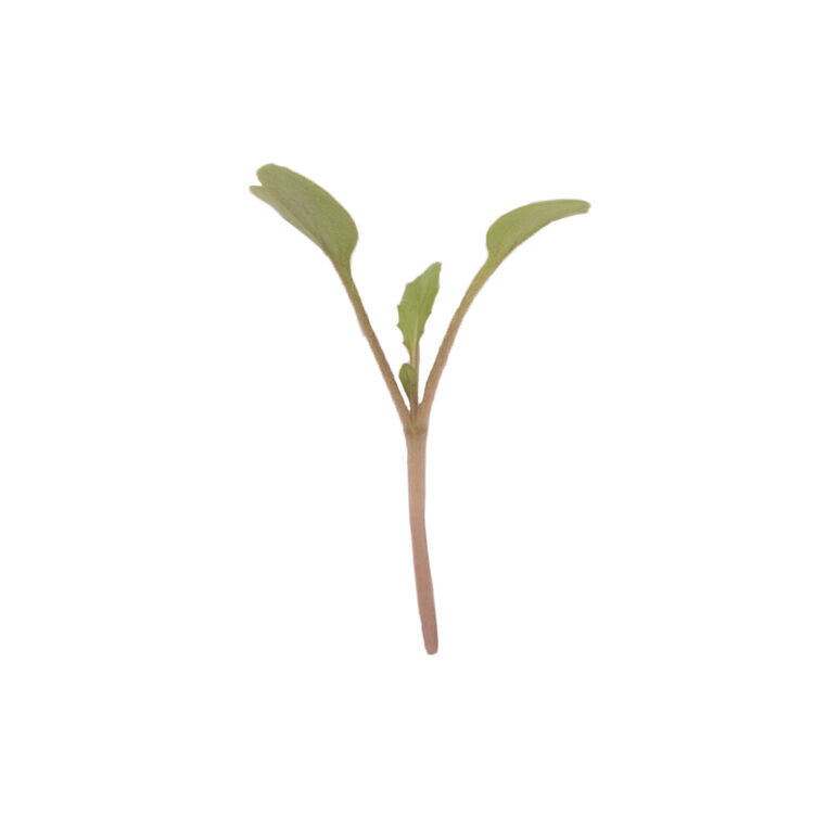 Arugula Microgreens Seeds - Organic