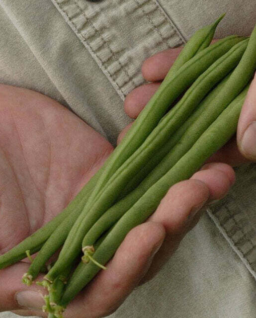 Jade Bush Bean - Organic