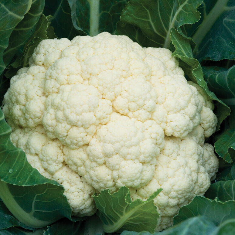 Amazing White Cauliflower - Organic