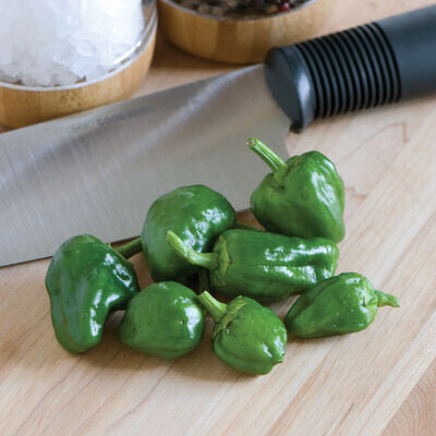 Hot Padron Pepper - organic