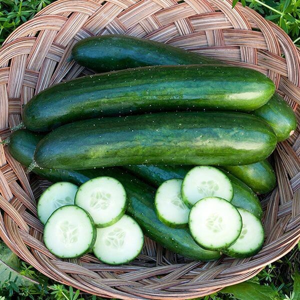 Green Finger Cucumber - Organic