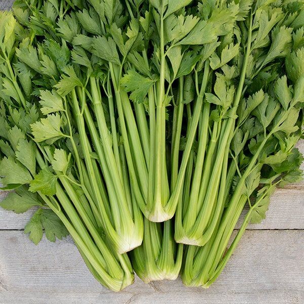 Tango Celery - Organic
