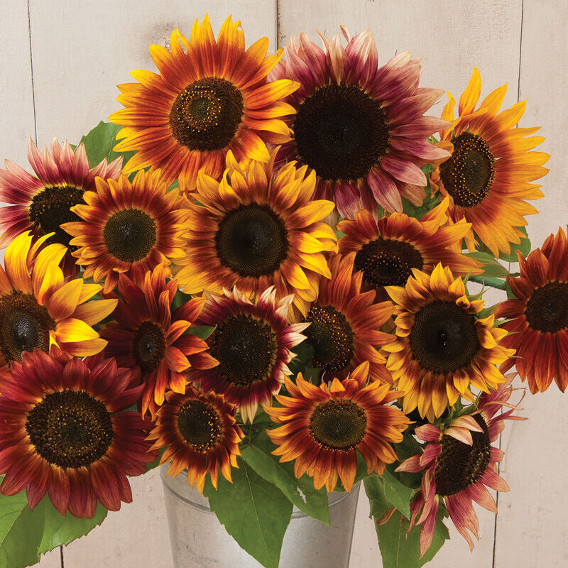 Autumn Beauty Sunflower - Organic