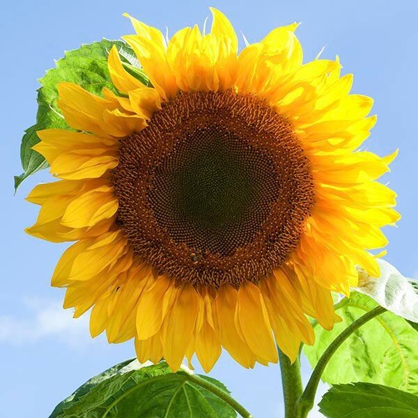 Mammoth Sunflower - Organic