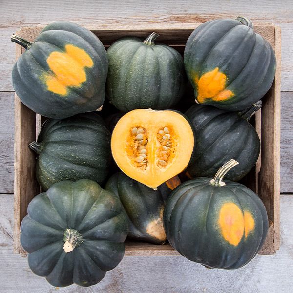 Sweet Reba Acorn Squash
