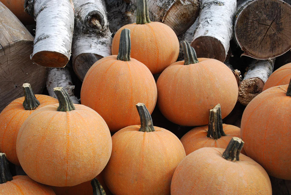 Winter Luxury Pumpkin