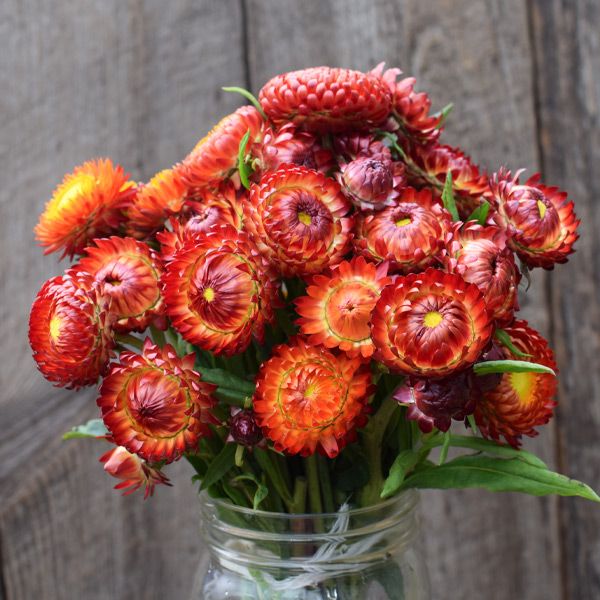 Fireball Strawflower