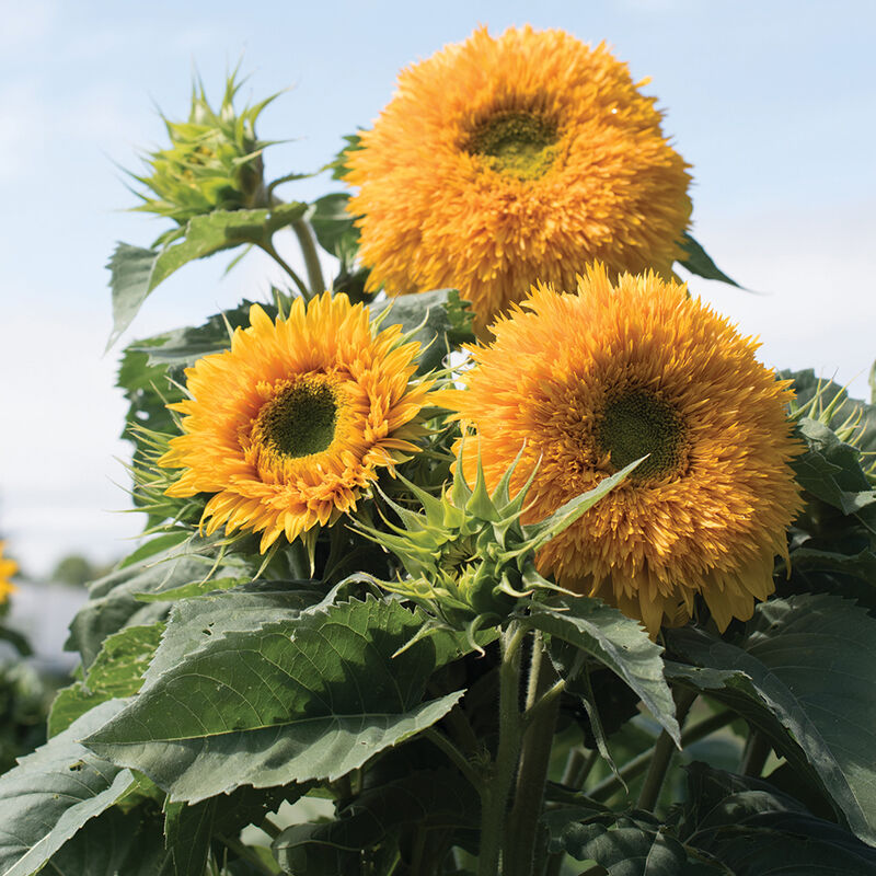 Goldy Double Sunflower - Organic
