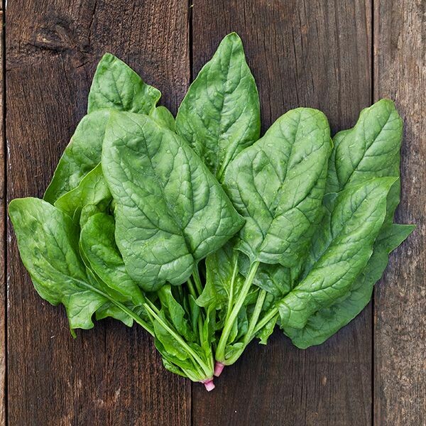 Giant Winter Spinach - Organic