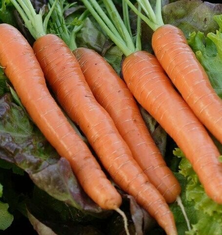 Napoli carrot - Organic (coated)