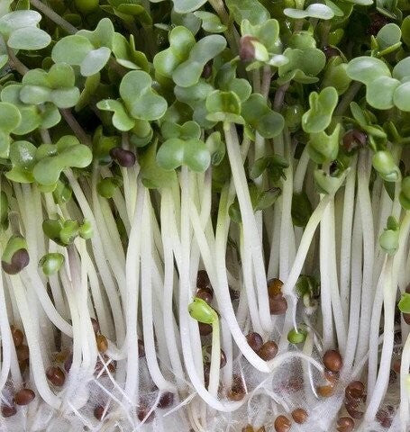 Broccoli Sprouting Seeds - Organic - 100 grams