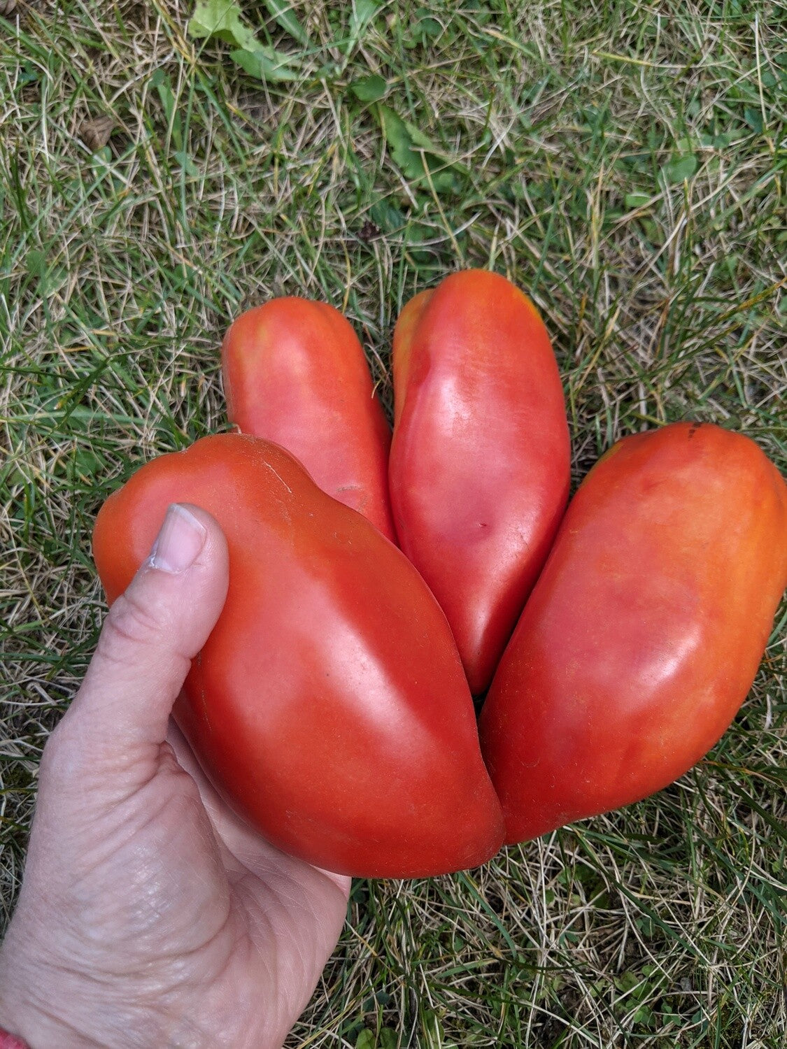 Nino's Paste Tomato - Organic