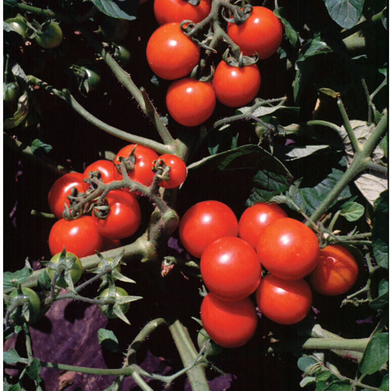 Washington Cherry Tomato - Organic