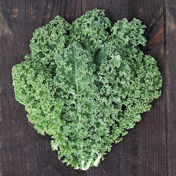 Meadowlark Kale - Organic