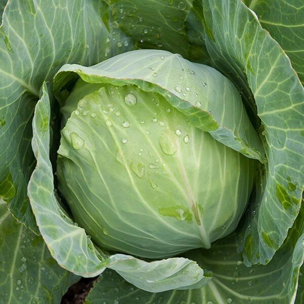 Golden Acre Cabbage - Organic