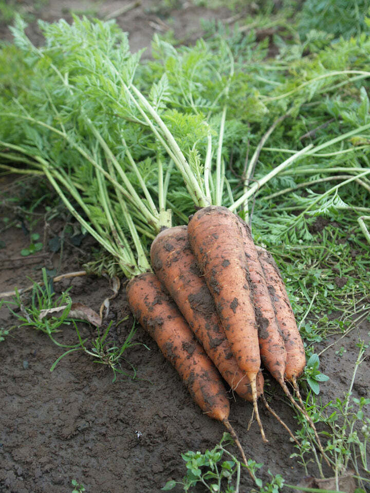 Royal Chantenay Carrot - Organic