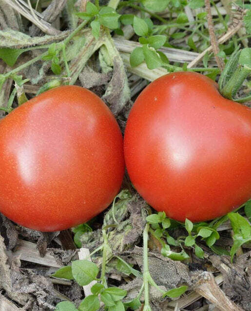 Bonnie Best Tomato - Organic