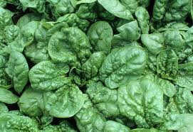 Bloomsdale Spinach - Organic