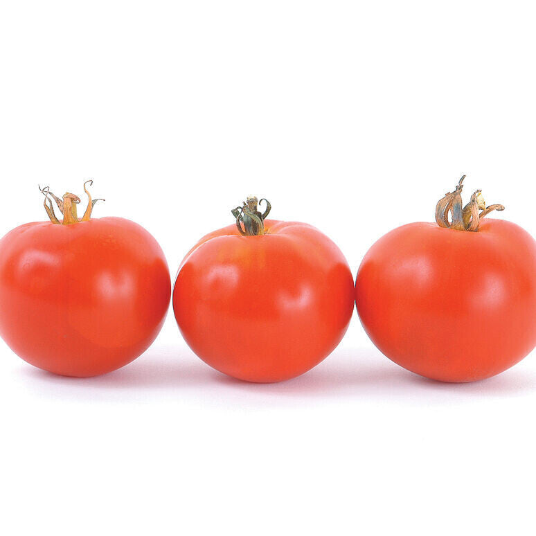 Oregon Spring Tomato - Organic