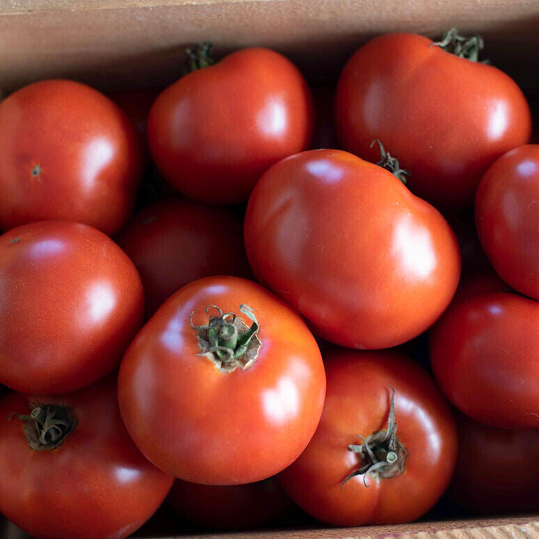 Wisconsin 55 Tomato - Organic