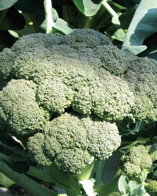 Calabrese Broccoli - Organic