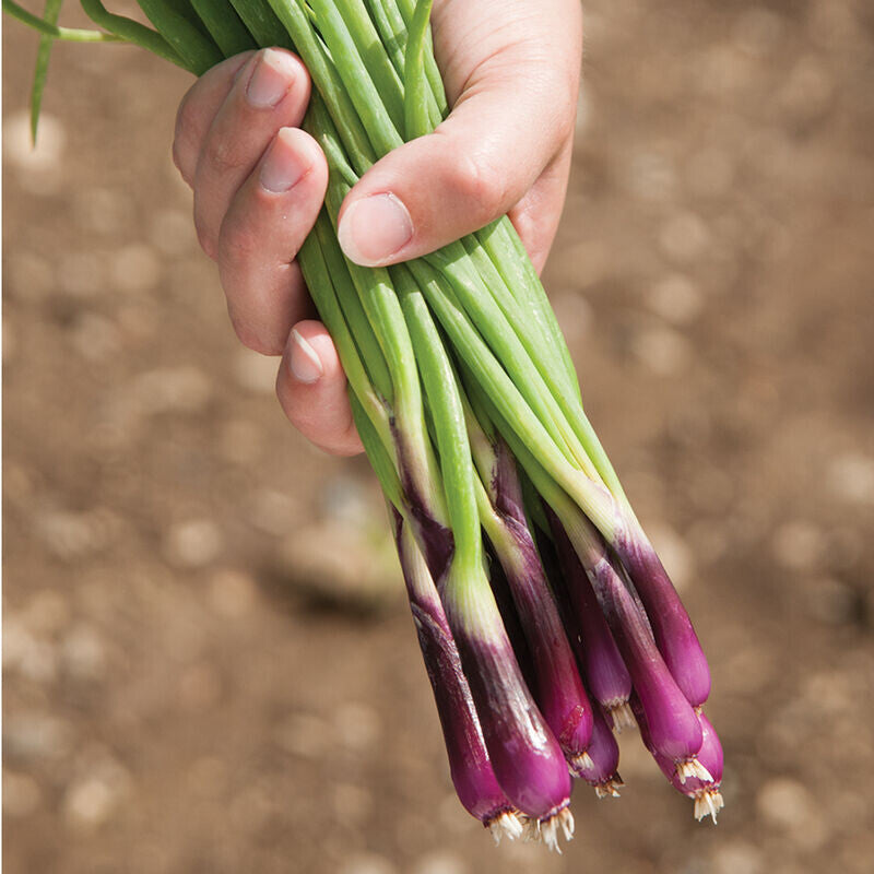 Deep Purple Bunching Onions - Organic