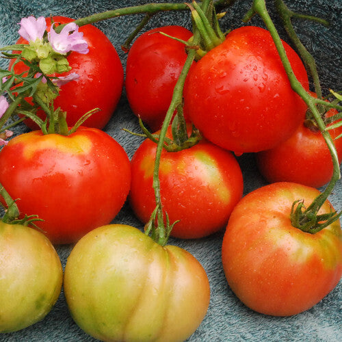 Cosmonaut Volkov Tomato - Organically grown