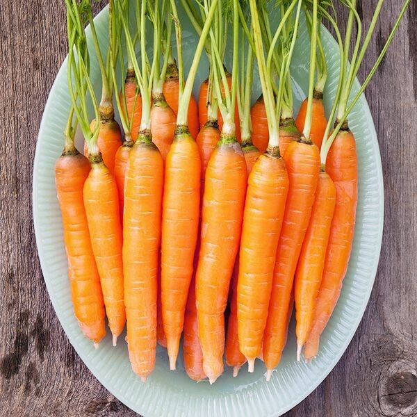 Scarlet Nantes Carrot - Organic