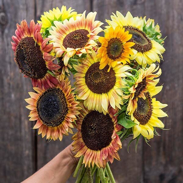 Evening Colours Blend Sunflower - Organic