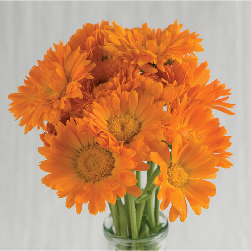 Alpha Calendula