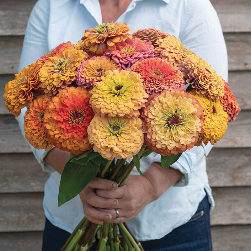 Aurora Zinnia Flower