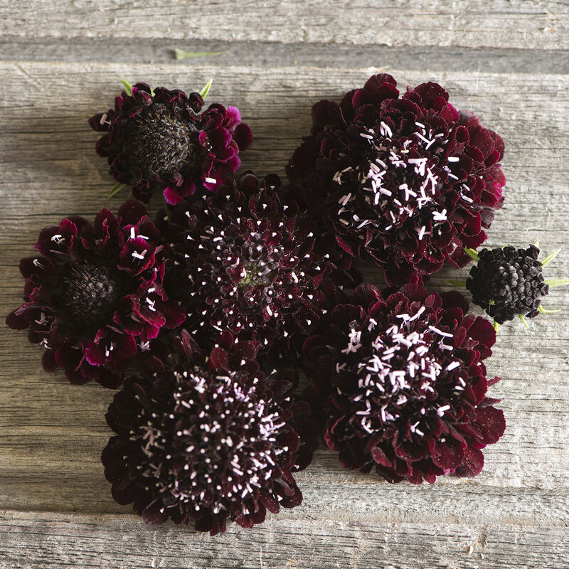 Black Knight Scabiosa Flower