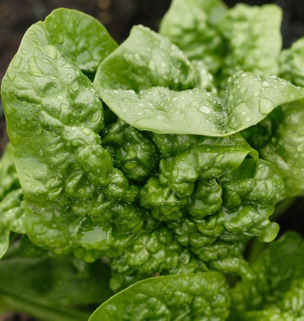 Bloomsdale Savoy Spinach