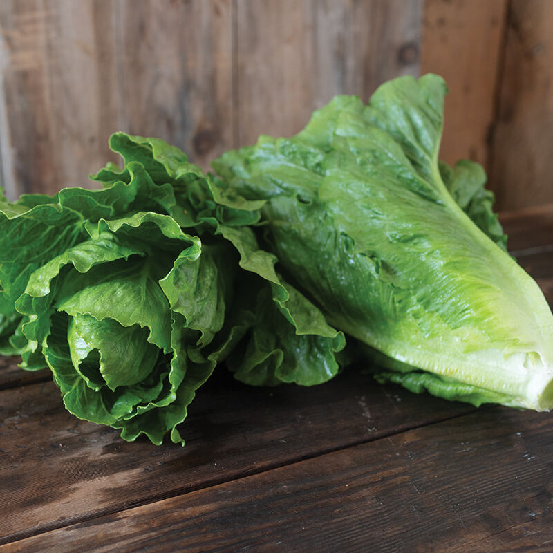 Chulupa Tree Chalupa Lettuce – Saturday Seed Co.