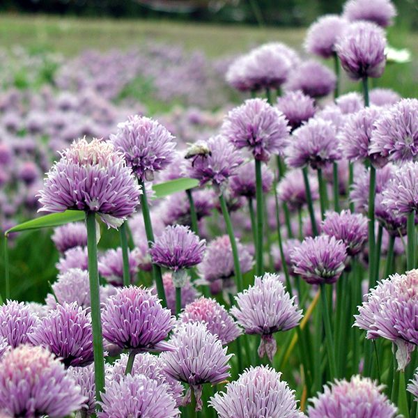 Chives onion