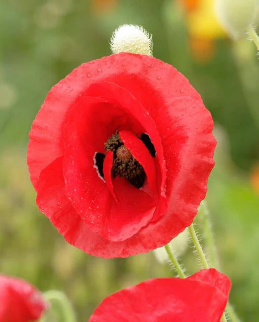 Flanders Poppy