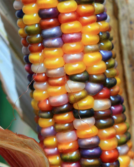 Glass Gem Corn - Organic