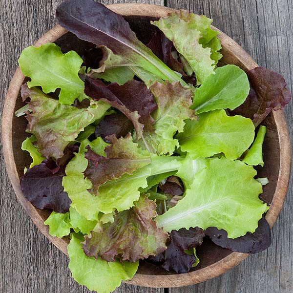 Gourmet Lettuce Blend - Organic