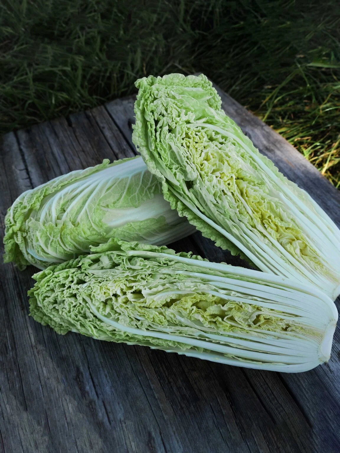 Hilton Napa Cabbage - Organic