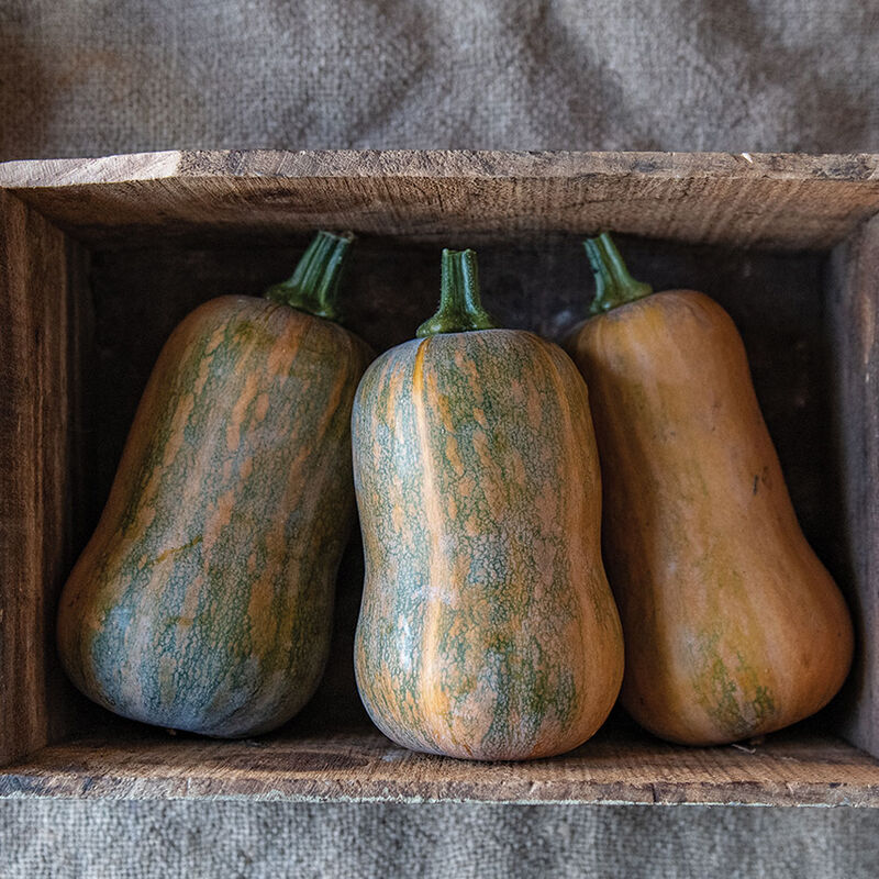 Honeynut Butternut Winter Squash