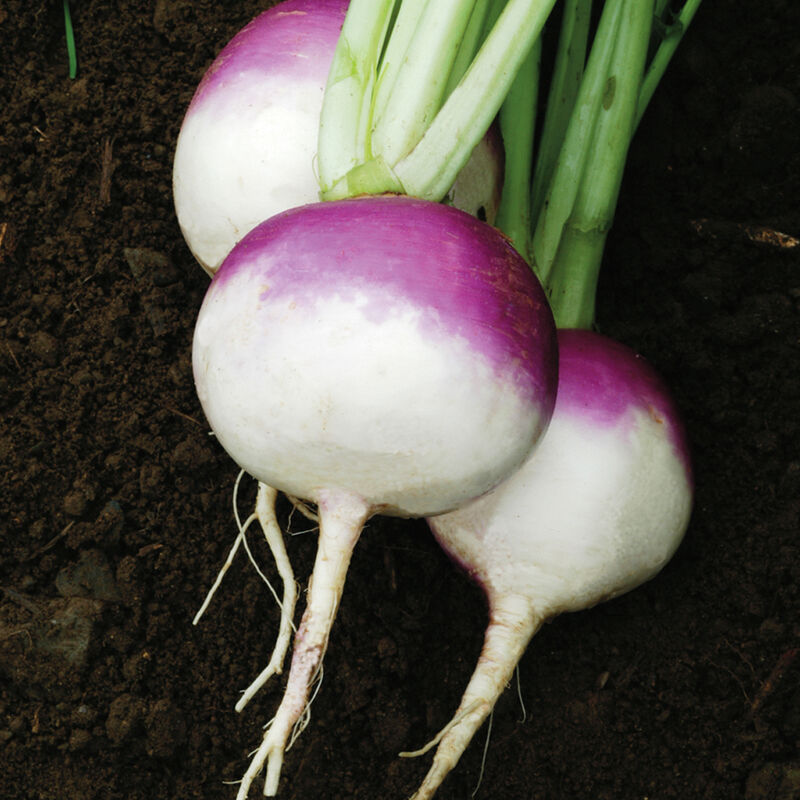 Purple Top White Globe Turnip