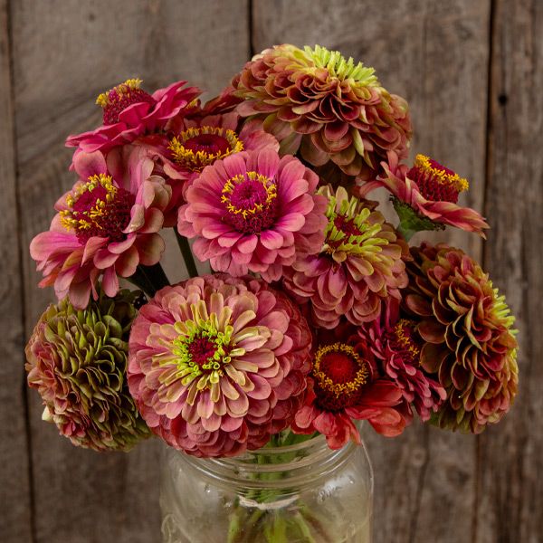 Queeny Lime Zinnia