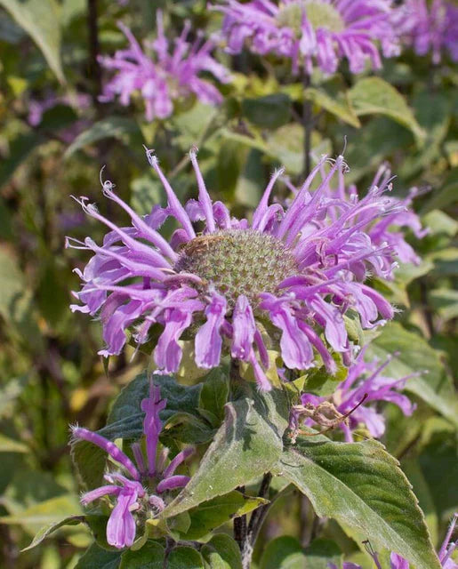 Wild Bergamot - Bee Balm