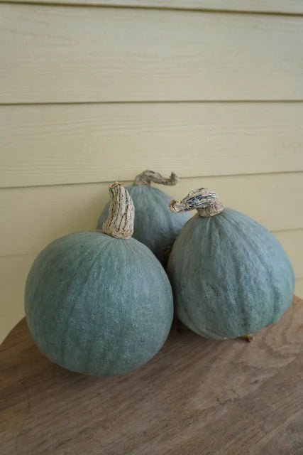 Baby Blue Squash