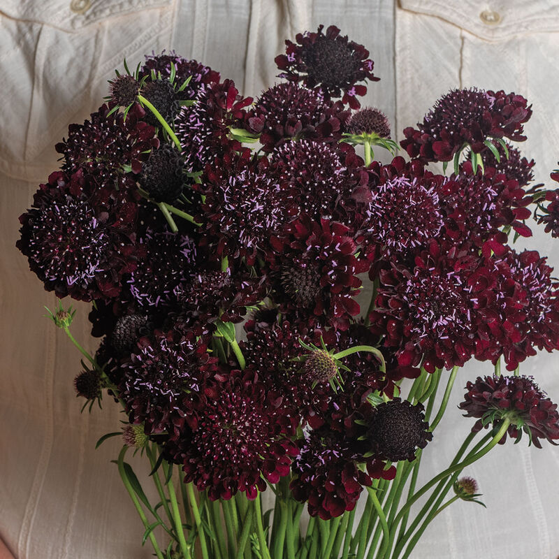 Black Beauty Scabiosa - Organic